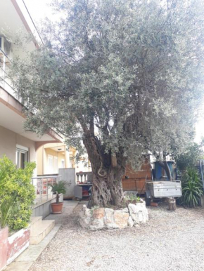 Under the Olive Tree